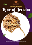Jericho Rose (Chajarat Mariam) – The Resurrection Plant)